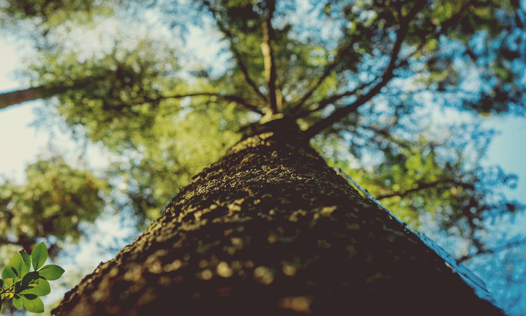 Mesa Tree Service Pros Image